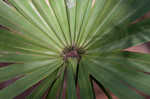 Saw palmetto